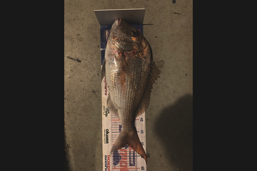 Mark Piskulic caught this 50.0cm Snapper at Northland during The Export NZ Fishing Competition